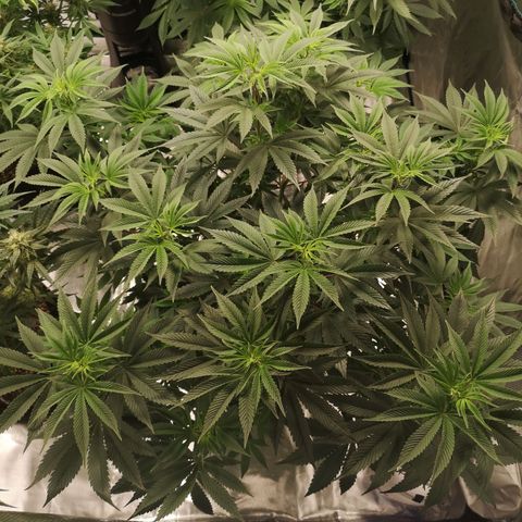 O. K. C growlog timeline photo