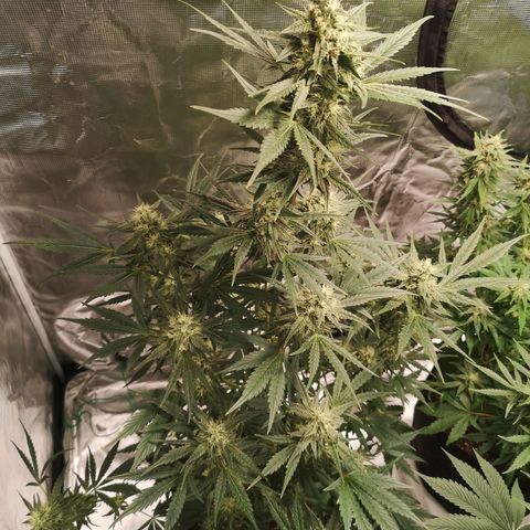 Banana hammock auto  growlog timeline photo