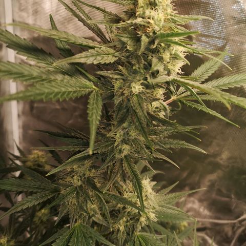 Banana hammock auto  growlog timeline photo