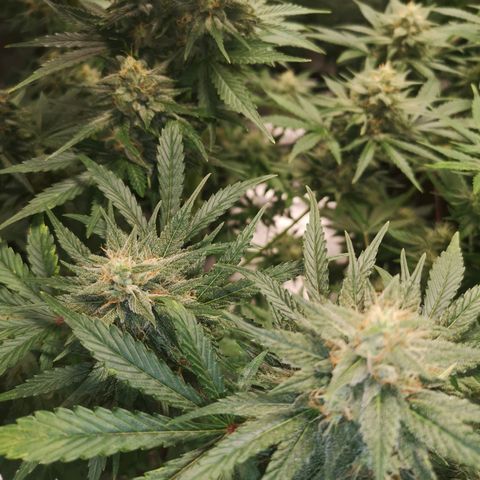 Europa Auto growlog timeline photo