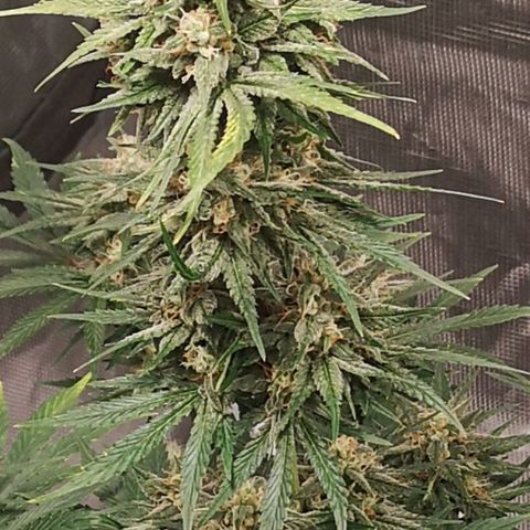 Europa Auto growlog timeline photo