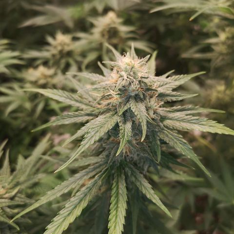 Europa Auto growlog timeline photo