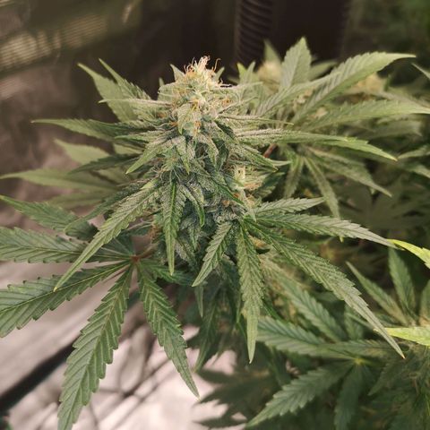 Europa Auto growlog timeline photo