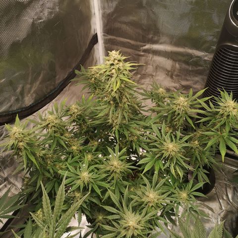 Europa Auto growlog timeline photo