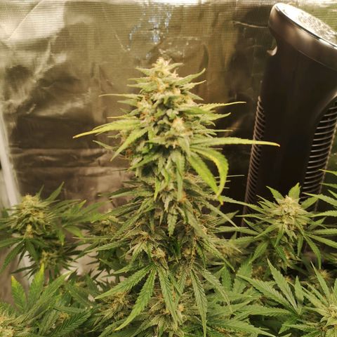 Europa Auto growlog timeline photo