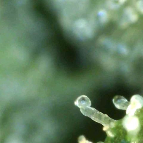 Europa Auto growlog timeline photo