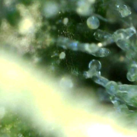 Europa Auto growlog timeline photo