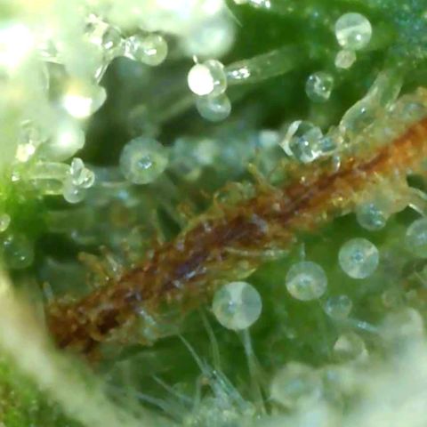 Europa Auto growlog timeline photo