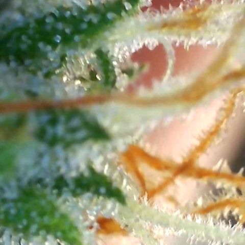 Europa Auto growlog timeline photo