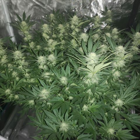 Cheese growlog timeline photo