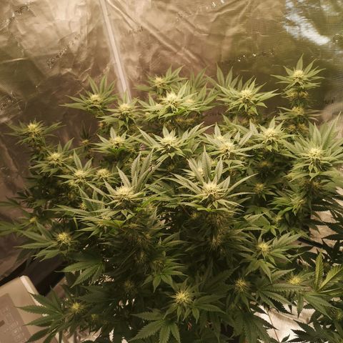 Cheese growlog timeline photo