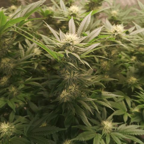 Cheese growlog timeline photo