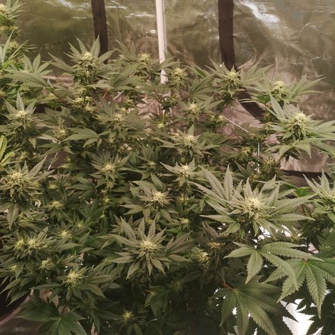 Northern Lights #5 growlog timeline photo