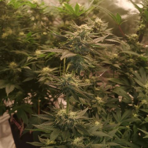Northern Lights #5 growlog timeline photo