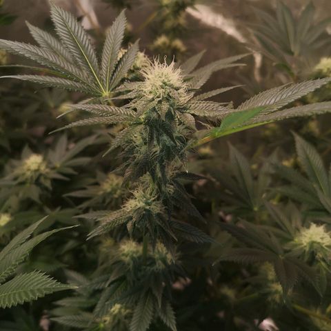 Grandaddy black growlog timeline photo