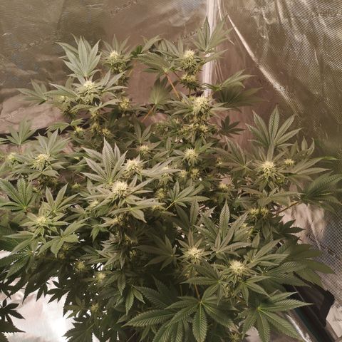 Grandaddy black growlog timeline photo