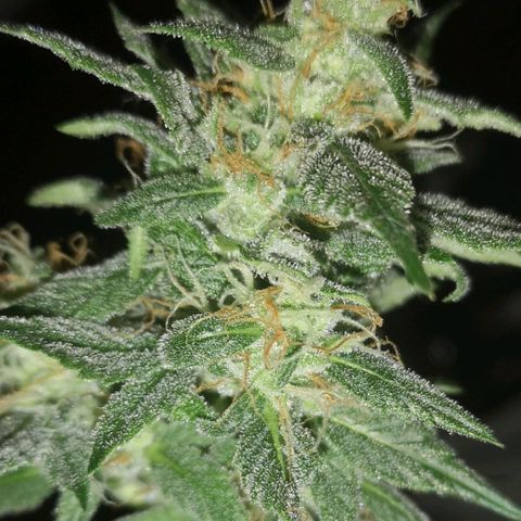Europa Auto growlog timeline photo