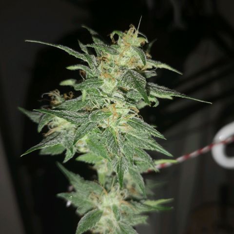 Europa Auto growlog timeline photo