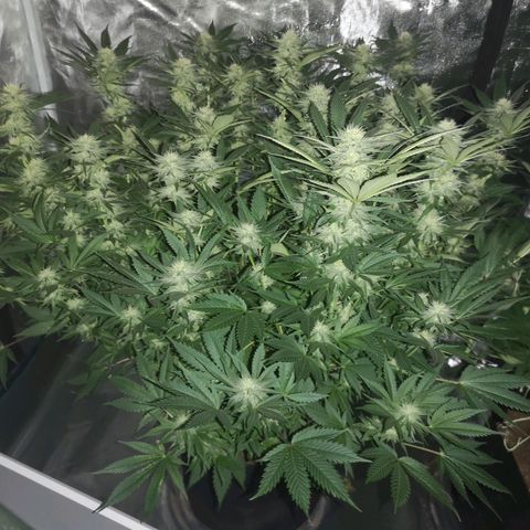 Cheese growlog timeline photo