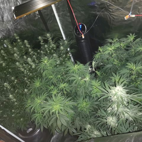 Banana hammock auto  growlog timeline photo