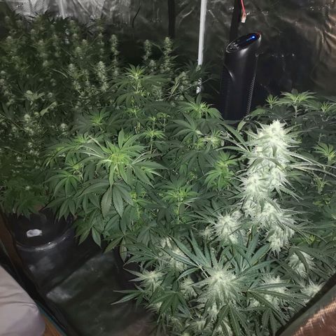 Banana hammock auto  growlog timeline photo