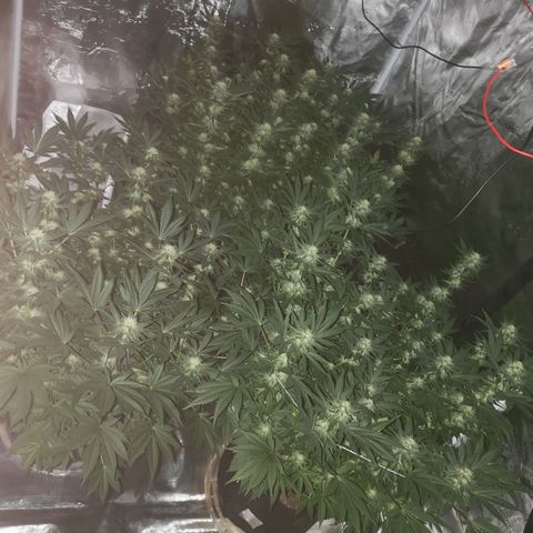 Cheese growlog timeline photo