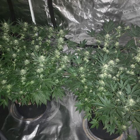 Grandaddy black growlog timeline photo