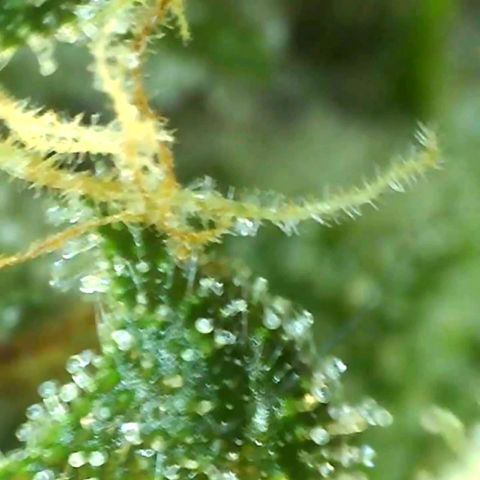 Banana hammock auto  growlog timeline photo
