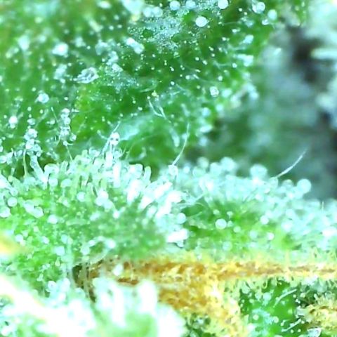 Banana hammock auto  growlog timeline photo