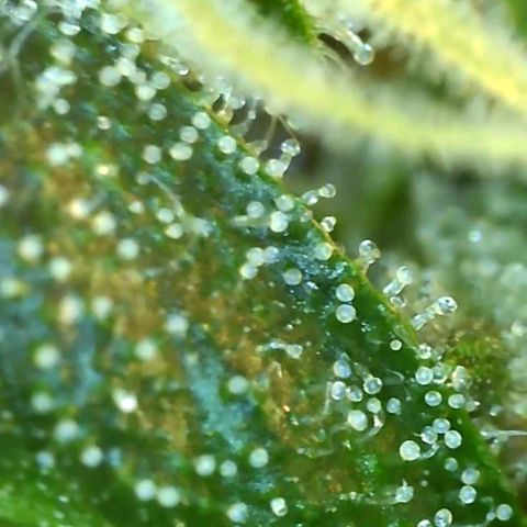 Banana hammock auto  growlog timeline photo