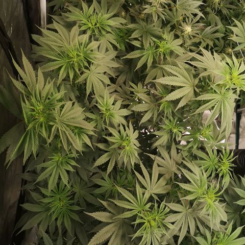 10th Planet growlog timeline photo