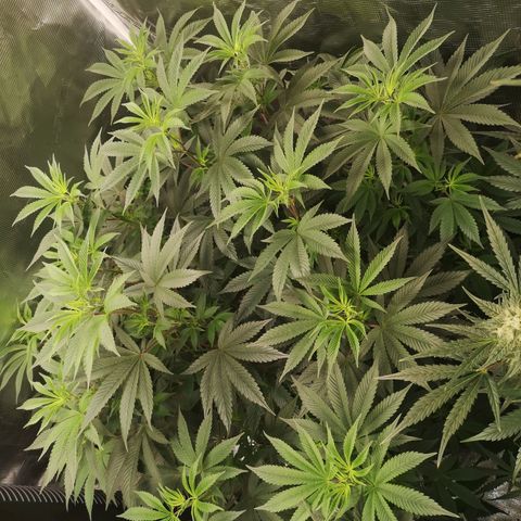 O. K. C growlog timeline photo
