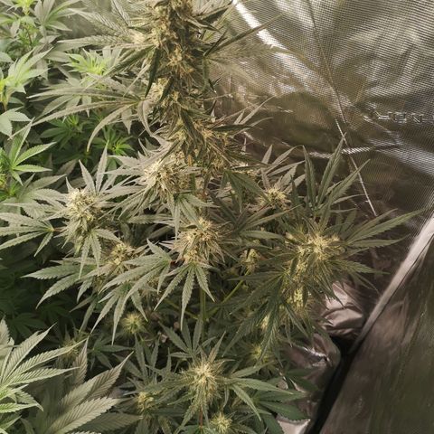 Banana hammock auto  growlog timeline photo