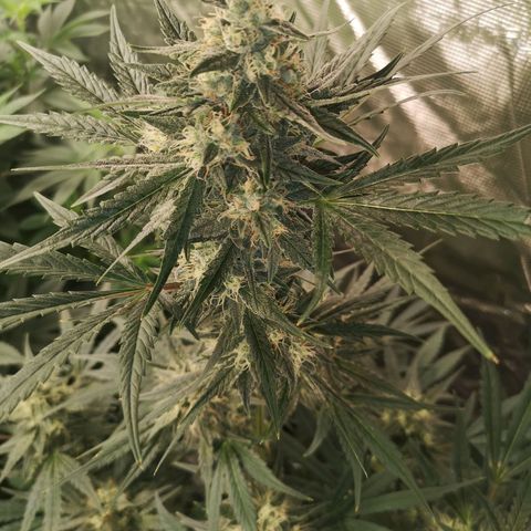 Banana hammock auto  growlog timeline photo
