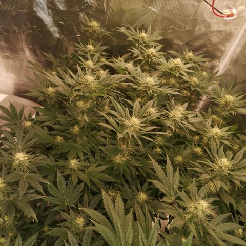 Cheese growlog timeline photo