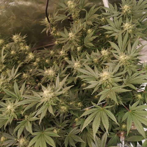 Northern Lights #5 growlog timeline photo