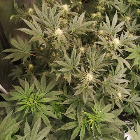 Grandaddy black growlog timeline photo