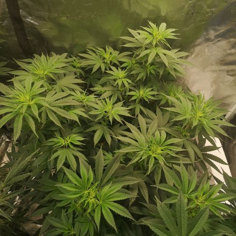 10th Planet growlog timeline photo