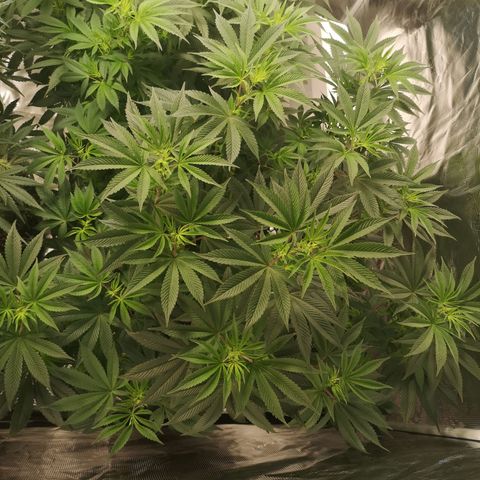 O. K. C growlog timeline photo