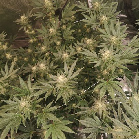 Northern Lights #5 growlog timeline photo