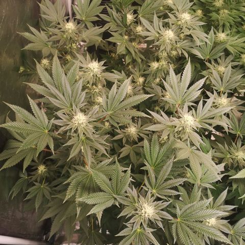 Grandaddy black growlog timeline photo