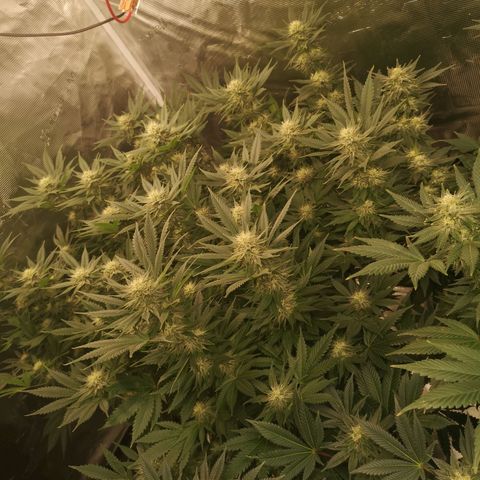 Cheese growlog timeline photo