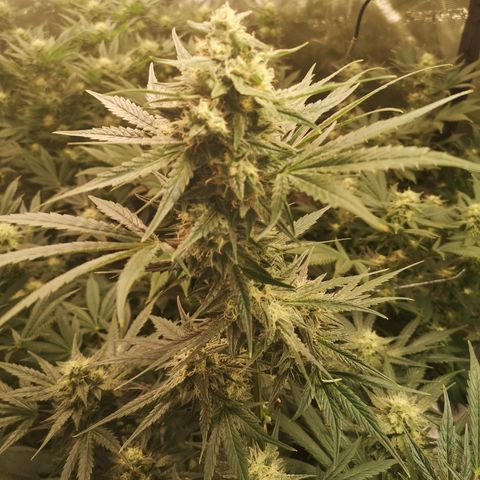 Banana hammock auto  growlog timeline photo