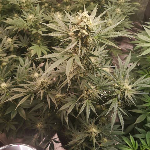 Banana hammock auto  growlog timeline photo