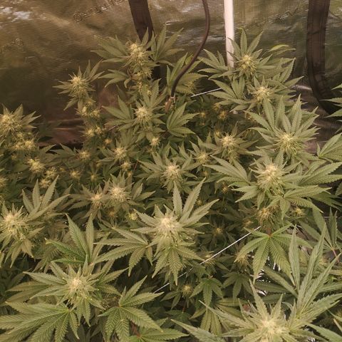 Northern Lights #5 growlog timeline photo