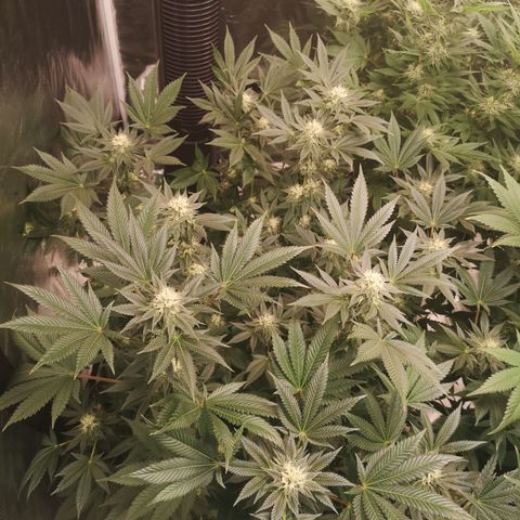 Grandaddy black growlog timeline photo