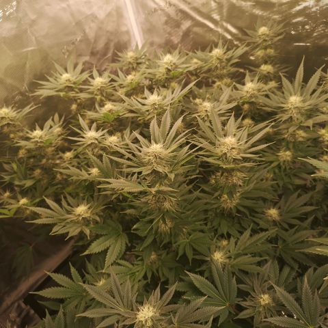 Cheese growlog timeline photo
