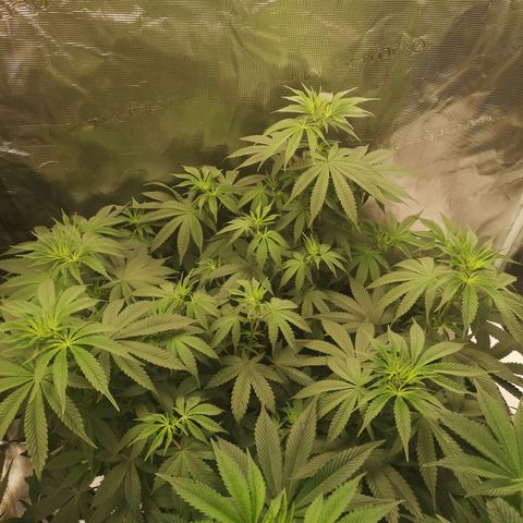 10th Planet growlog timeline photo