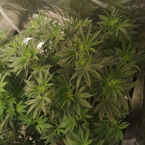 O. K. C growlog timeline photo