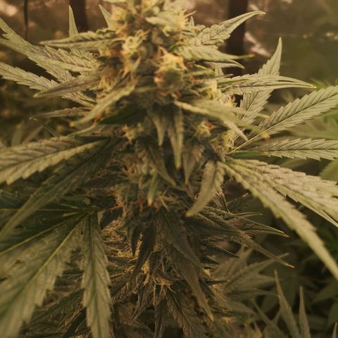 Banana hammock auto  growlog timeline photo